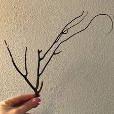 black large sea fan for sale black large sea fan for sale Jacksonville