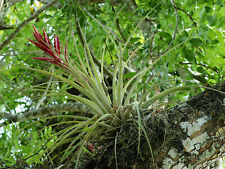 Tillandsia fasciculata giant usato  Torino