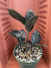 zz plant for sale zz plant for sale Gilroy