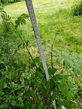 esche baum gebraucht kaufen esche baum gebraucht kaufen Naundorf, Mügeln