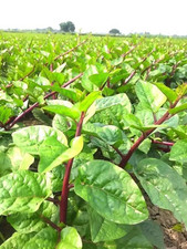 Vegetable malabar spinach for sale  LONDON