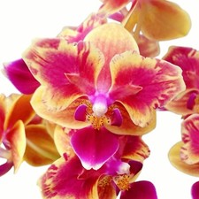 Orchidée phalaenopsis sogo d'occasion  Marignane