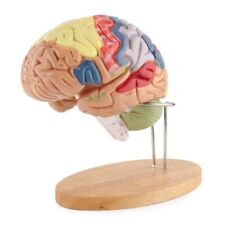 Modello medico anatomico usato  Spedire a Italy