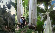 Musa ingens giant usato  Cirie