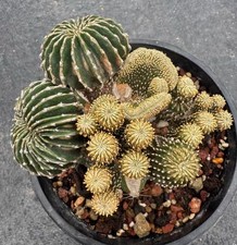 9cm rare plant for sale  Shipping to United Kingdom