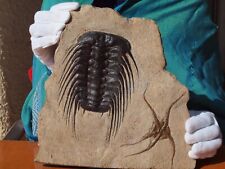 russian trilobites for sale  Tucson