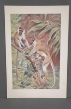 Spider monkey colored for sale  Gold Canyon
