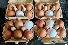 Chicken eggs mixed for sale  DEWSBURY