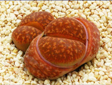 10x lithops gensinae for sale 10x lithops gensinae for sale  BEXHILL-ON-SEA