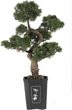 4100 cedar bonsai for sale  Cedar Rapids