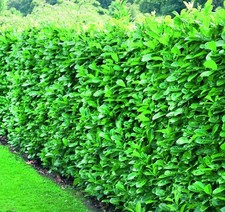 Cherry laurel evergreen for sale  KING'S LYNN