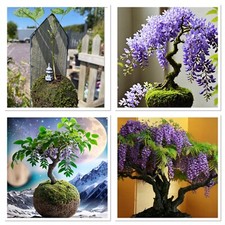 Wisteria bonsai starter for sale  CAERNARFON