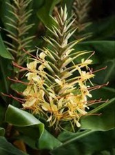Hedychium gardnerianum rhizome for sale  HIGH WYCOMBE