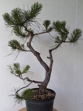 Bonsai große einheimische gebraucht kaufen  Dresden