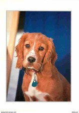 Animaux chiens epagneul d'occasion  Fruges