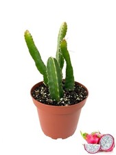 Dragon fruit tree for sale  USA