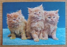 Postcard fluffy ginger for sale  SALTBURN-BY-THE-SEA
