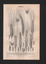 Lithografie 1894 getreide gebraucht kaufen  Leipzig