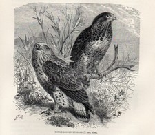 1894 poiana uccelli usato  Pescara