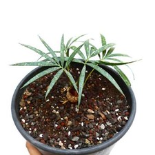 Cycas chevalieri dak usato  Napoli