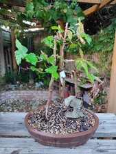 Large beech bonsai for sale Large beech bonsai for sale  LONDON