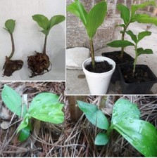 Live insulin plants for sale  Houston