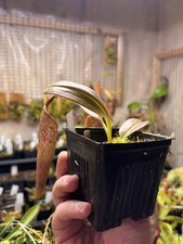 Nepenthes eymae tropical for sale  Bloomington