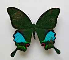 Papilio karna karna for sale  LIVERPOOL