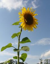 Samen essbare sonnenblumen gebraucht kaufen  Deutschland