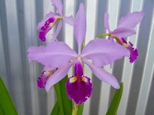 nice plants for sale nice plants for sale USA