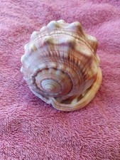 Large cassis rufa for sale  SLEAFORD
