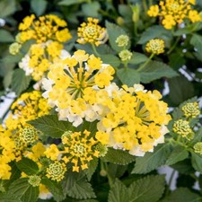 Lot lantana assorted for sale  Old Town