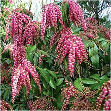 Pieris valley vallentine for sale  PRESTON