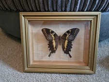 Vintage exotica butterflies for sale Vintage exotica butterflies for sale  LEOMINSTER