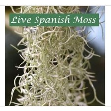 Premium spanish moss for sale  Wesley Chapel
