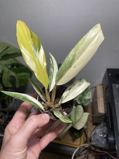 Philodendron caramel marble d'occasion  Paris XIX