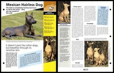 Mexican hairless dog for sale  SLEAFORD