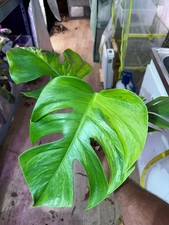 Bouture monstera yellow d'occasion Bouture monstera yellow d'occasion  Béziers