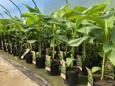 tall trees for sale tall trees for sale KING'S LYNN