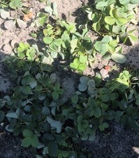 Einjährige erdbeerpflanzen ab gebraucht kaufen Einjährige erdbeerpflanzen ab gebraucht kaufen  Hohenstücken