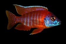 Live red peacock for sale  National City