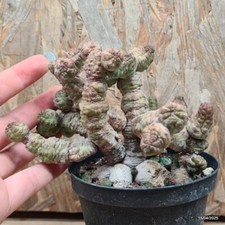 Euphorbia pseudoglobosa con usato  Trevi