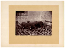 Merino sheep cobblestones d'occasion  Expédié en Belgium