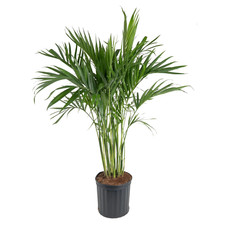 Tall cat palm for sale  Denver