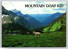 Mountain goat kid for sale  Eaton