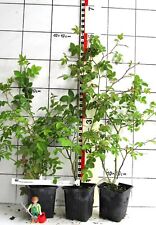 Rosa tomentosa filzrose gebraucht kaufen  Bad Bergzabern