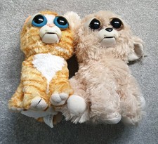 Feisty pets ginger for sale  NORWICH