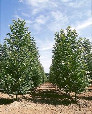 PLANO ORIENTAL 1000 SEMENTES PLATANUS ORIENTALIS FOLHAGEM MUDANÇA DE COR comprar usado PLANO ORIENTAL 1000 SEMENTES PLATANUS ORIENTALIS FOLHAGEM MUDANÇA DE COR comprar usado  Enviando para Brazil