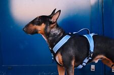 Harnais chien anti d'occasion  Saint-Cannat