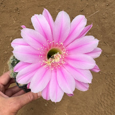 Echinopsis hybrid cactus usato  Menfi